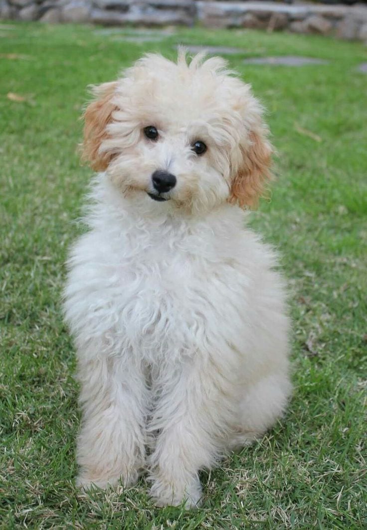 Russain pudle puppy in white color — 1 / 1