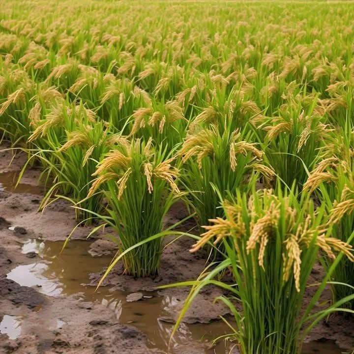 Agricultural Land For Sale In Islamabad — 1 / 1