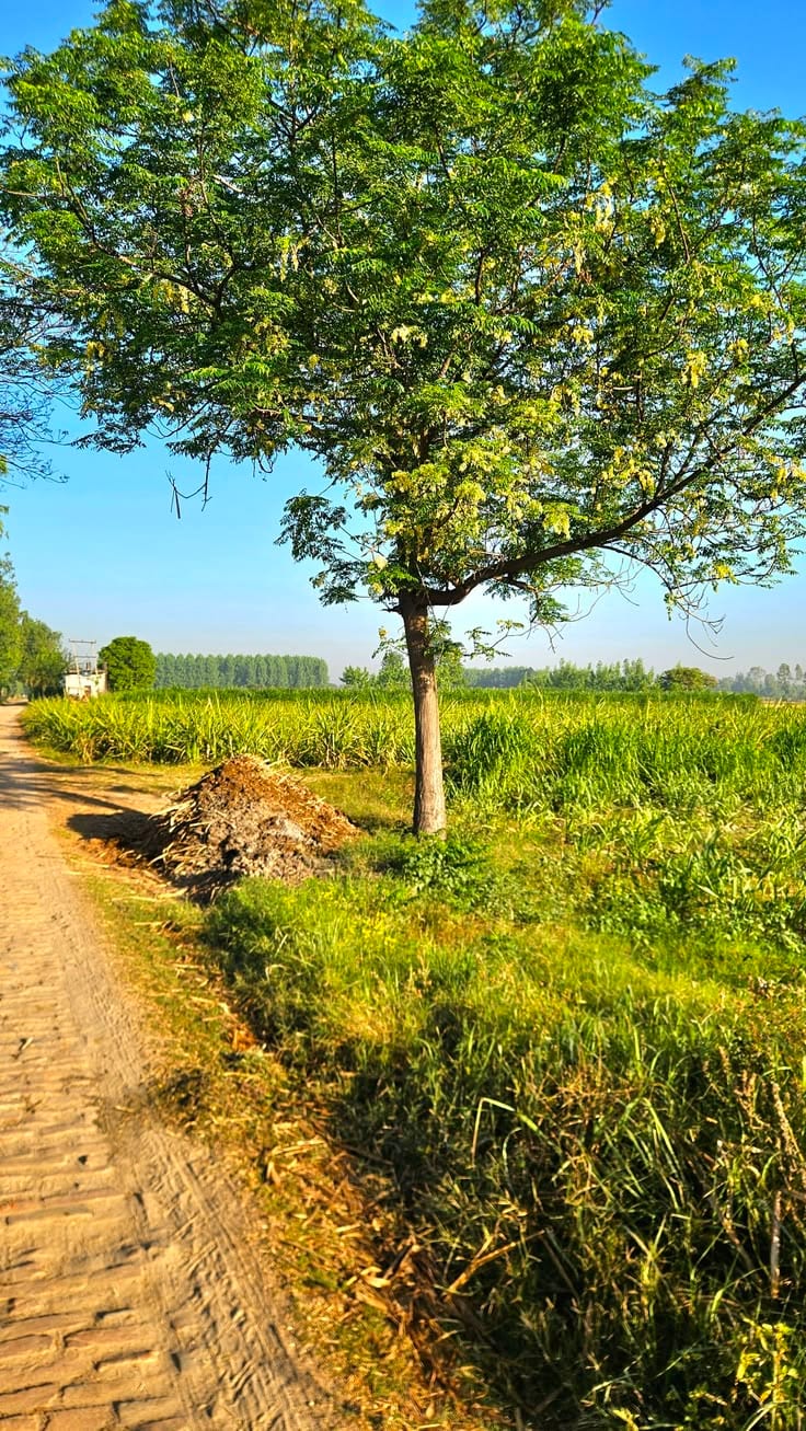 7 Marla Plot For Sale With Multiple Category's Best Location — 1 / 1
