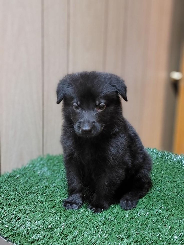 Black german sepherd puppy for sale — 1 / 1