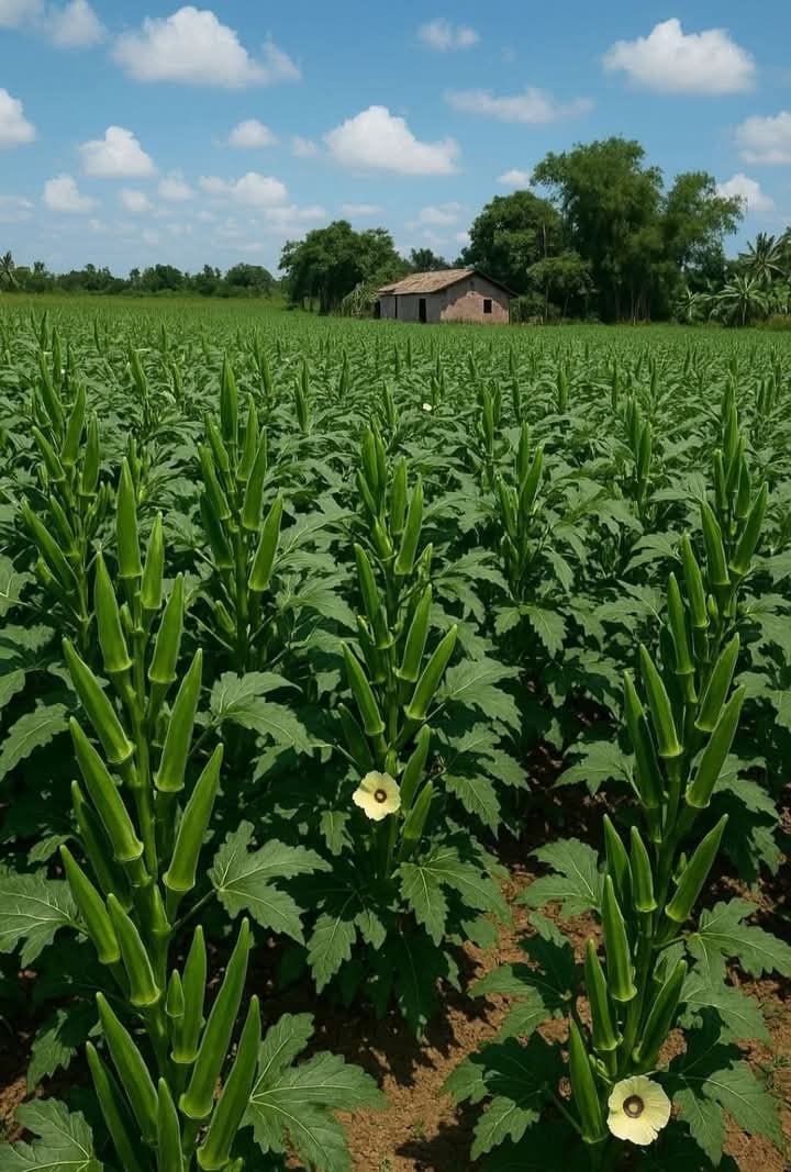 70 Kanal Agriculture Land Near New Airport Islamabad — 1 / 1