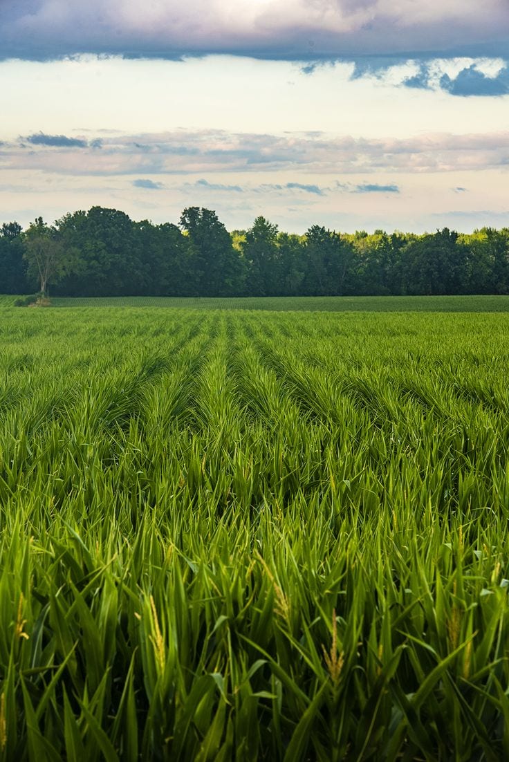 500 ft Huge Front Land for Sale on Expressway Faisalabad — 1 / 1