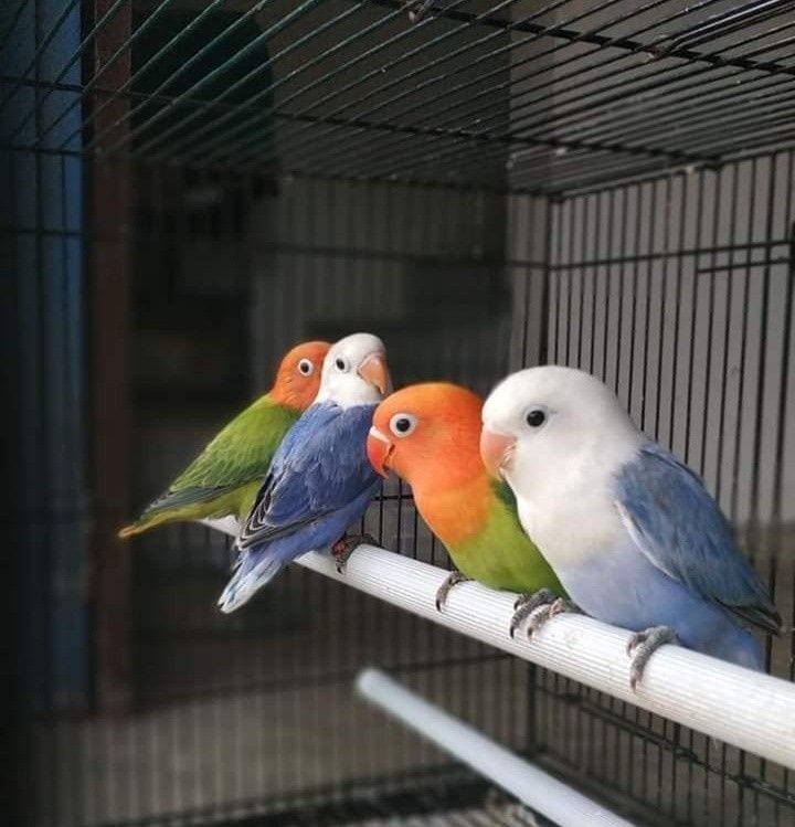 6 Cocktail and 4 love birds with cage — 1 / 1