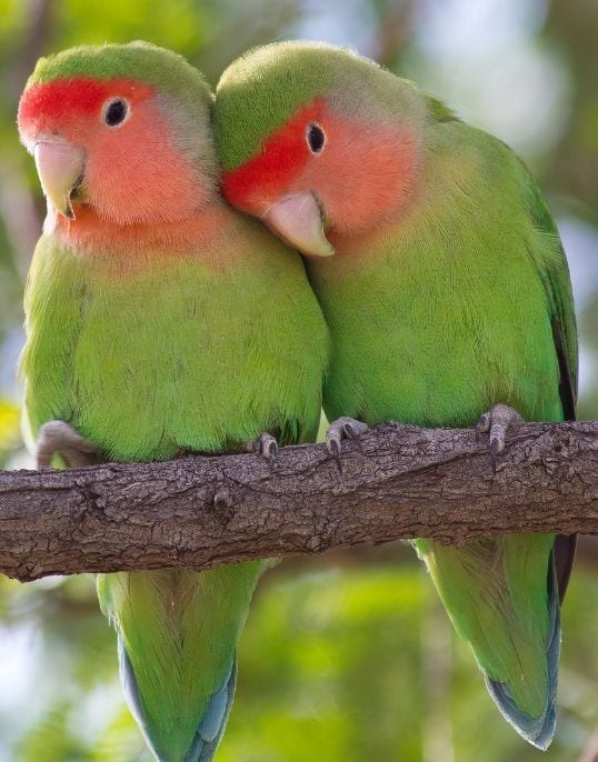 Healthy budgies and love birds for sale — 1 / 1