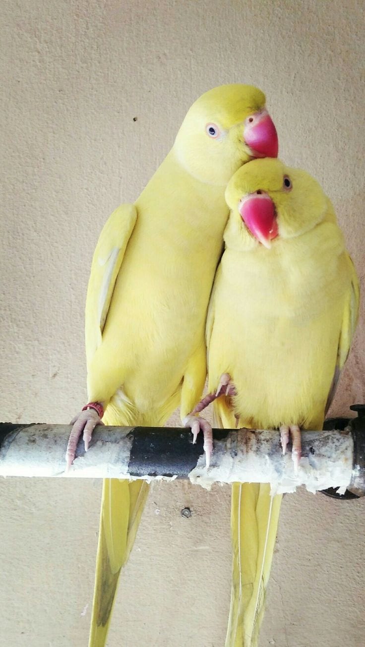Ringneck parrots | yellow ringneck pair | breeder pair — 1 / 1
