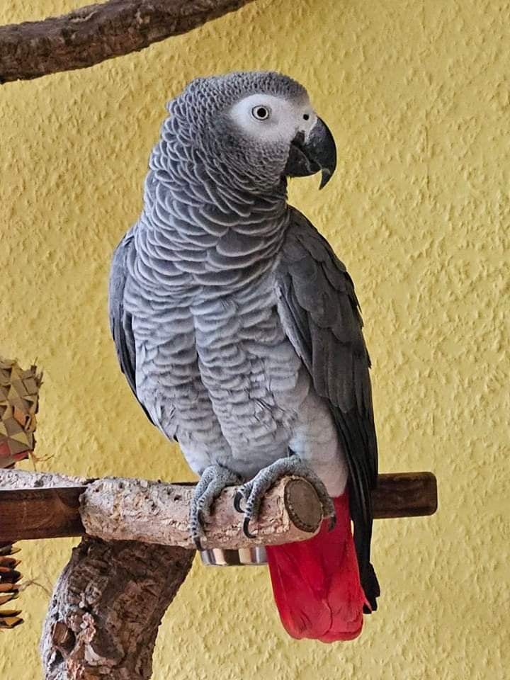 African grey parrot for sale — 1 / 1