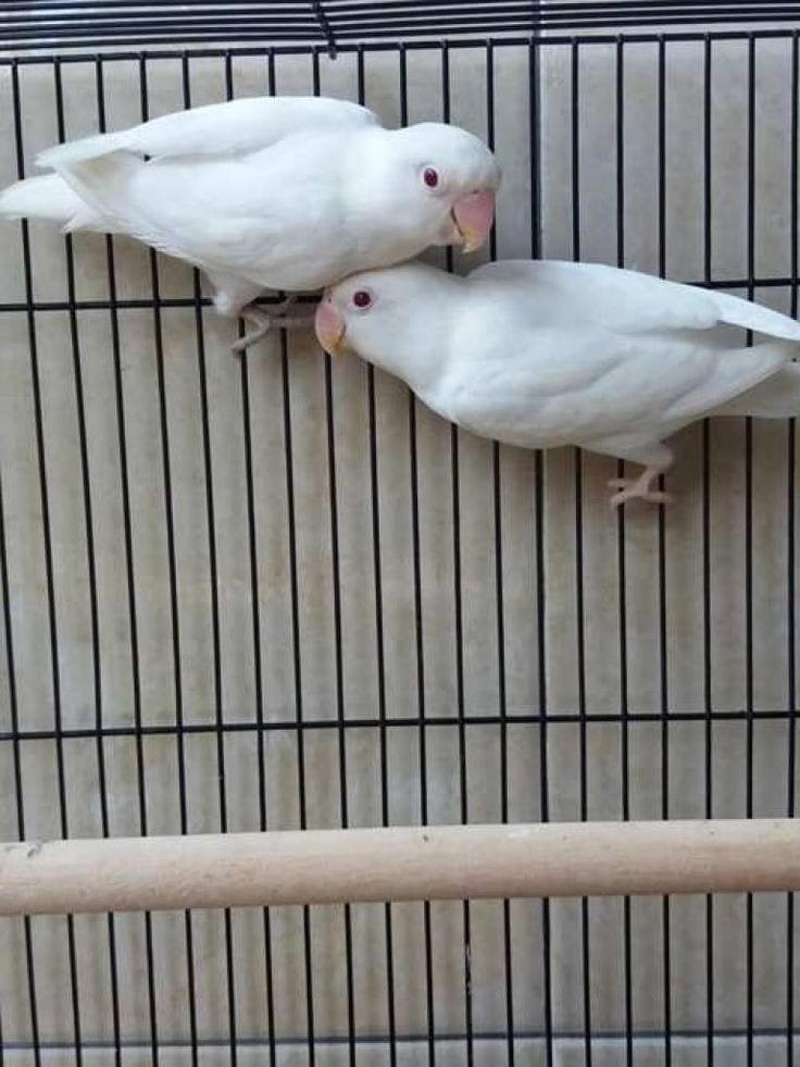 Albino love birds pair for sale — 1 / 1