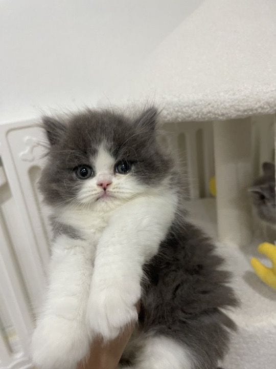 Persian Kittens | Triple Coated Grey white Persian Kittens | Kittens — 1 / 1