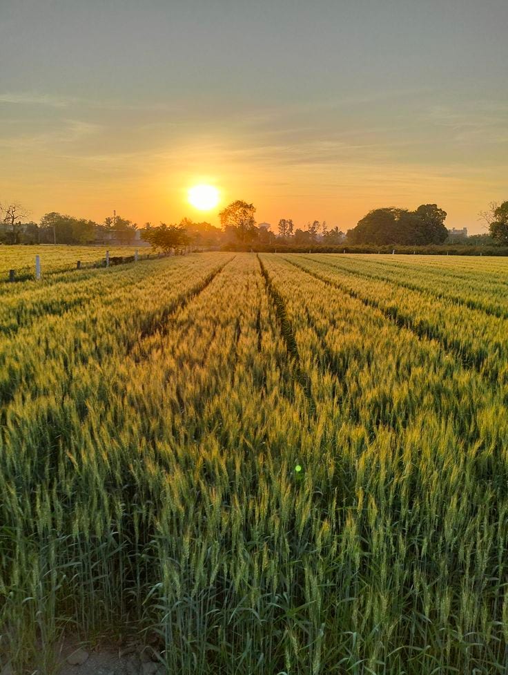 Fully agriculture 60 Acer land For Sale at Nearby Painsra Gojra Road Faisalabad — 1 / 1