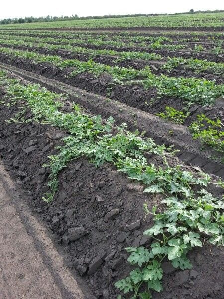 Prime 13 Acer Fully Agriculture Land For Investment For Sale at near Samundri Road Faisalabad — 1 / 1