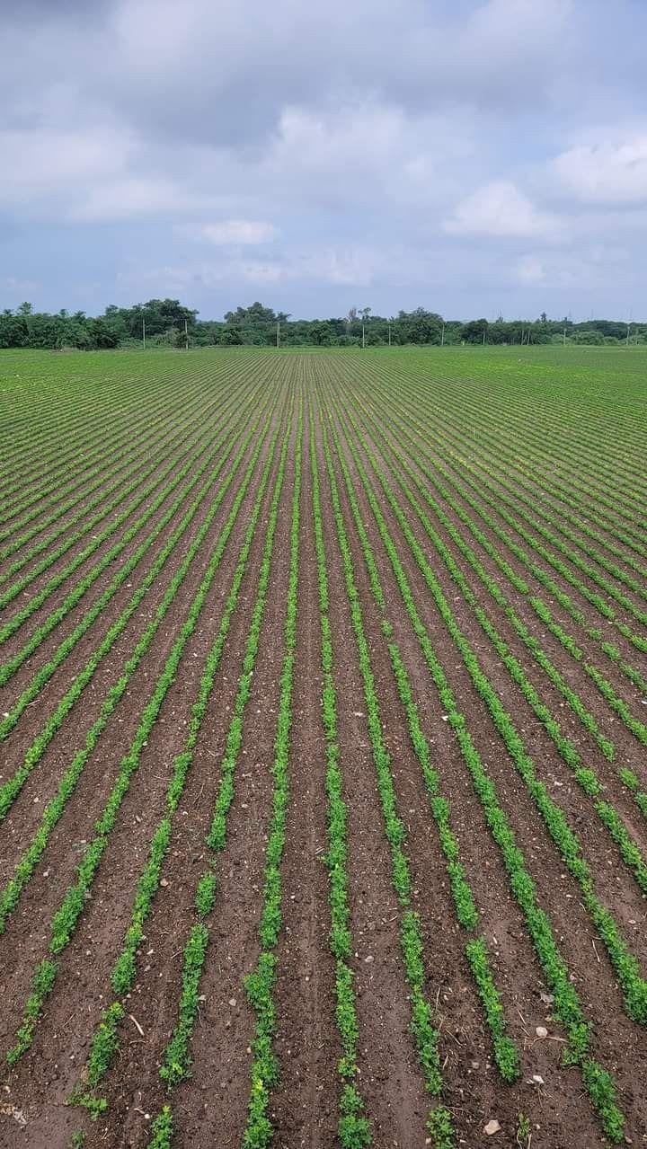 This Is Your Chance To Buy Agricultural Land In Gadap Town — 1 / 1