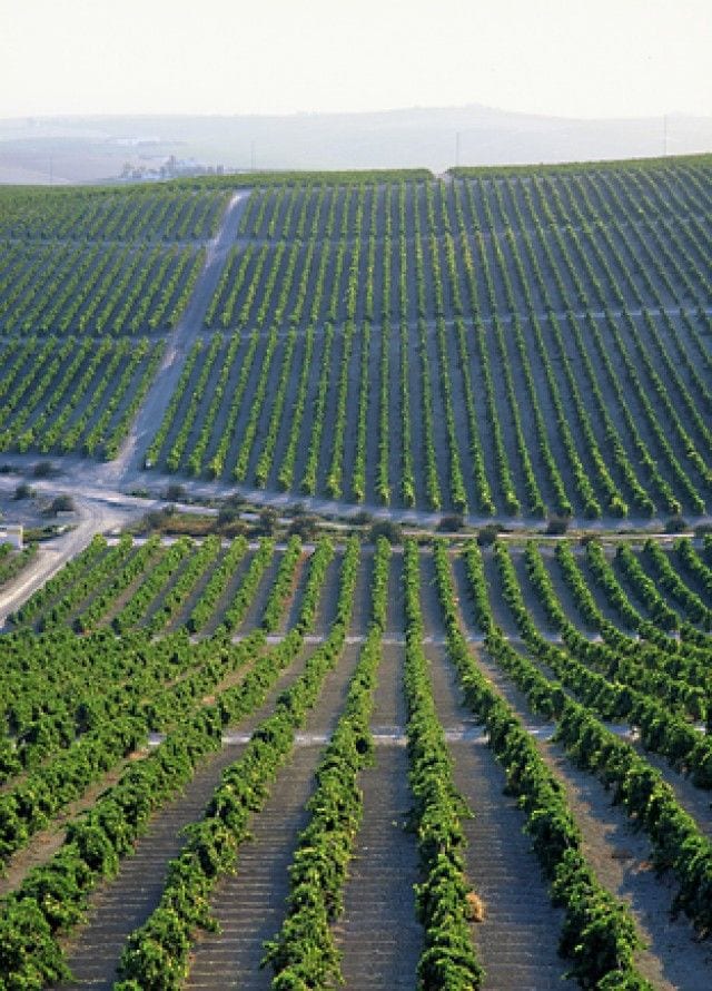 12 Kanal Agricultural Land For Sale In Jaranwala Road — 1 / 1
