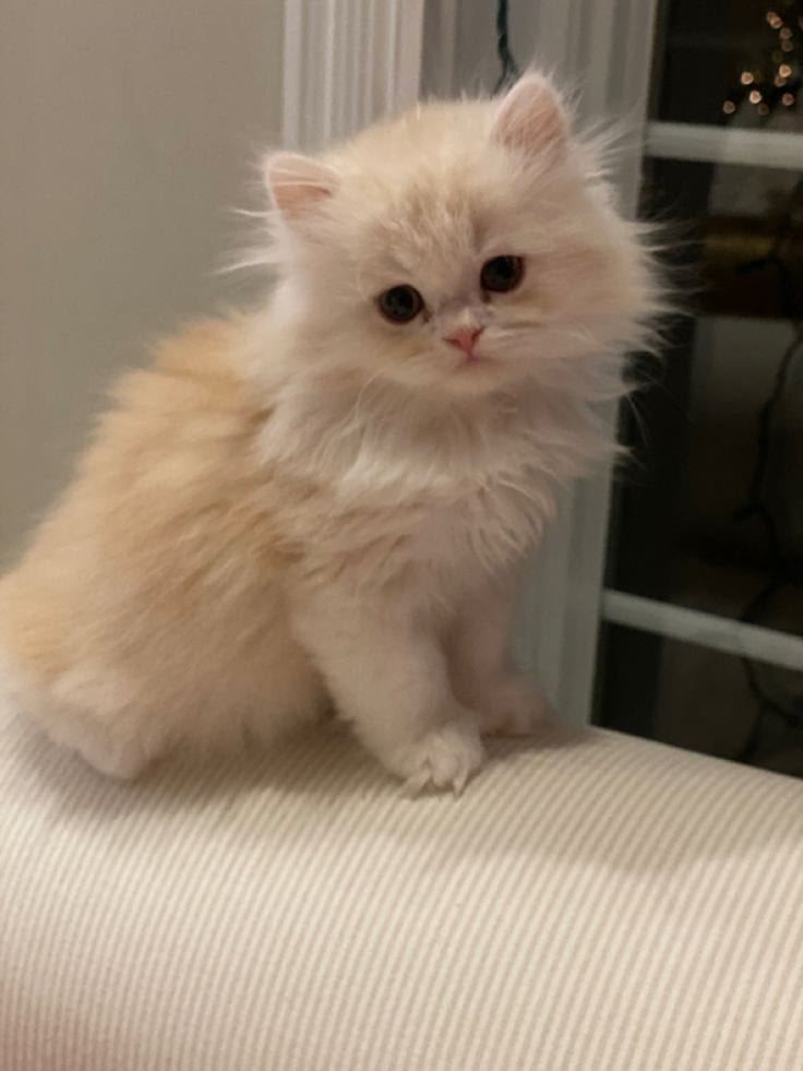 Persian kitten cats — 1 / 1