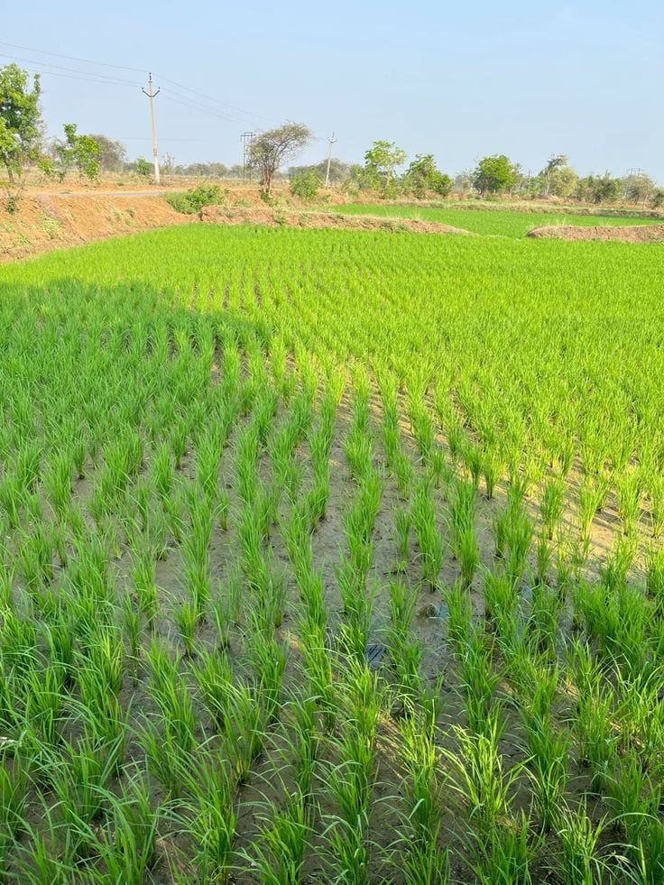 This Is Your Chance To Buy Agricultural Land In Painsra - Gojra Road Faisalabad — 1 / 1