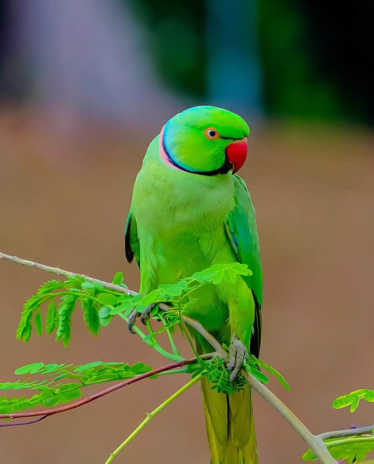 Raw Green Parrot for Sale | Hand Tame | Healthy & Active | Cage & Nest — 1 / 1