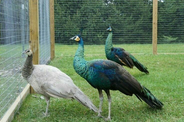 Peacocks pathe 5 month black shoulder | blue shoulder Vaccinated — 1 / 1