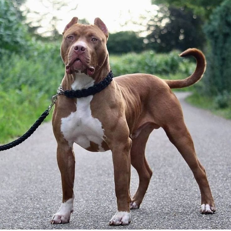 American Pitbull 9 Months — 1 / 1