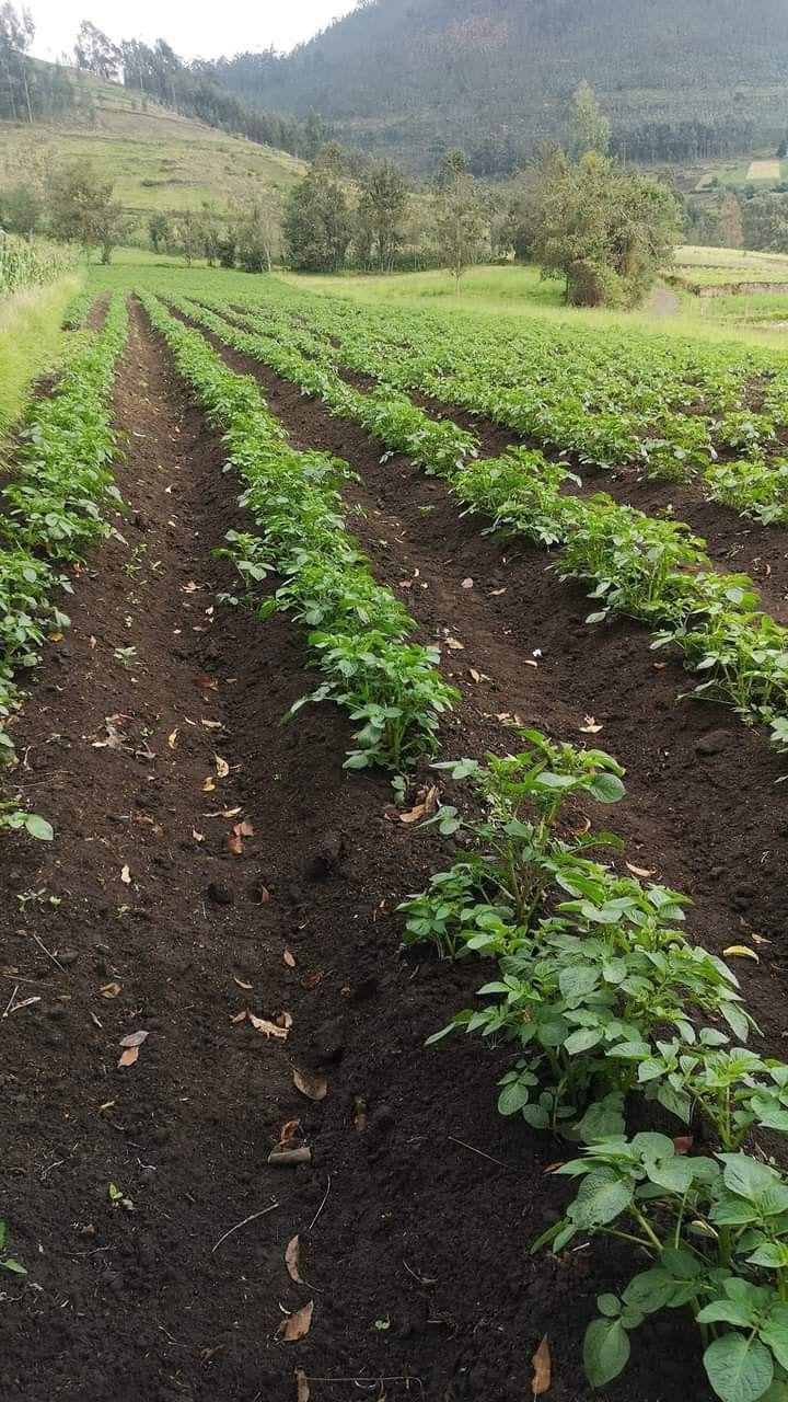 Premium 4 Kanal Agricultural Land For Sale Japan Road, Islamabad Farmhouse Potential — 1 / 1