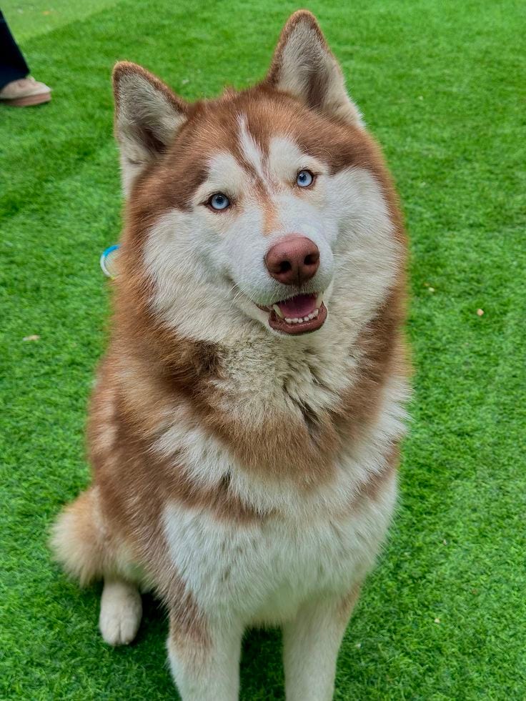 top quality Siberian Husky | wolly coat | security dog for sale — 1 / 1