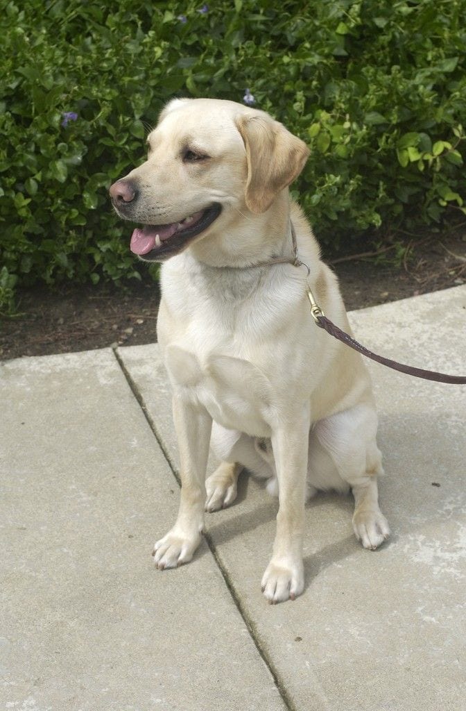 Female Labrador Retriever for Sale – BELA — 1 / 1