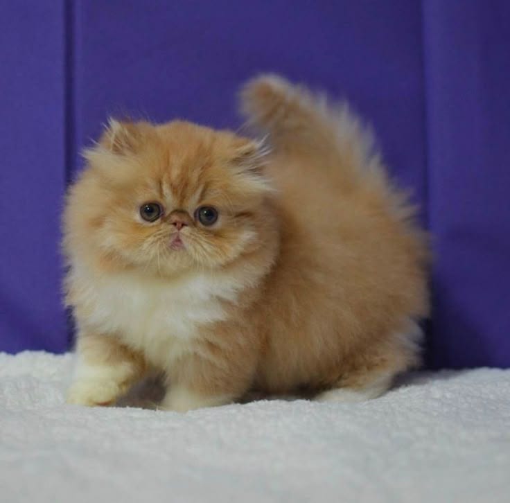 Persian Kitten — 1 / 1