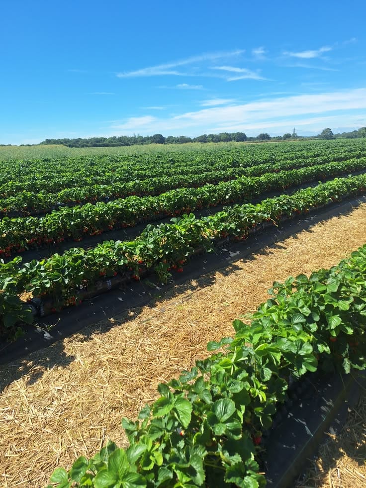 17 Acer Fully Agriculture Land For Sale at at Link jarrannwala To Sataina Road With 5 Acer Front — 1 / 1