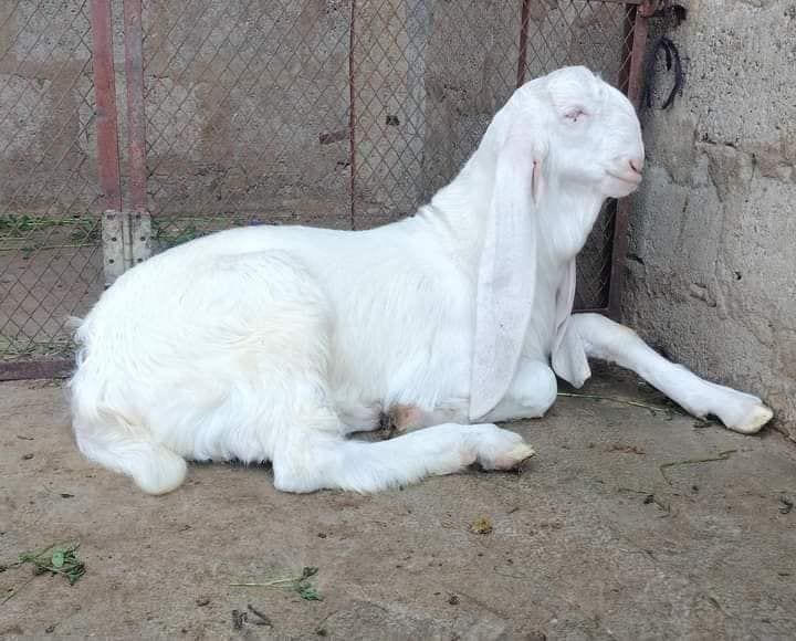 Pure Bisra Goat for Sale – Karachi — photo 1 of 1