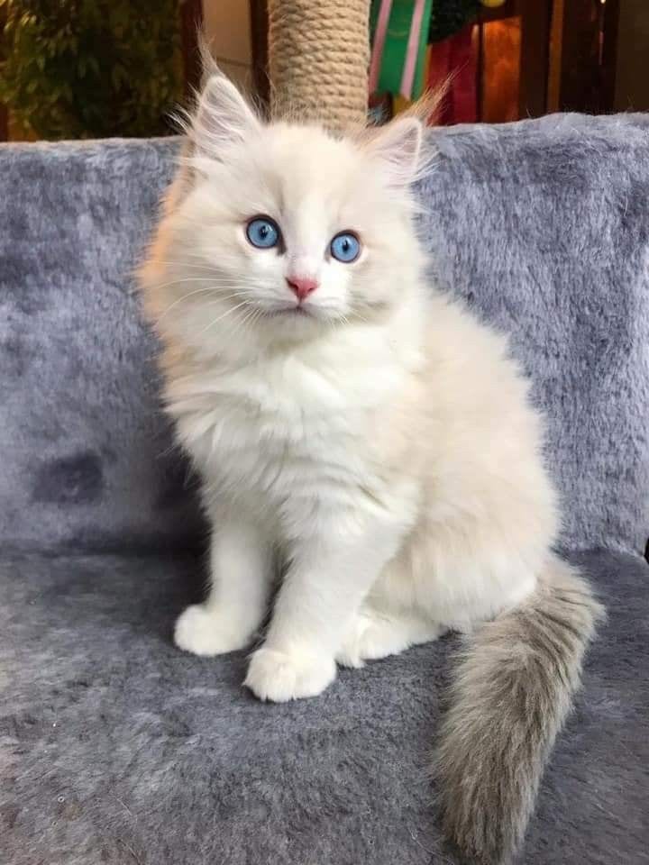 Cat Persian kittens Kitty Blue eyes low Price — 1 / 1