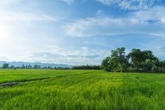 5 Marla Residential Plot For Sale In The Perfect Location Of Royal Orchard - Overseas Prime Block — 1 / 1