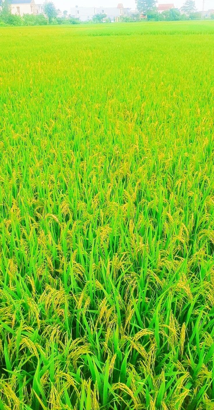 99 Years Leased Farm House Land Available For Sell — 1 / 1