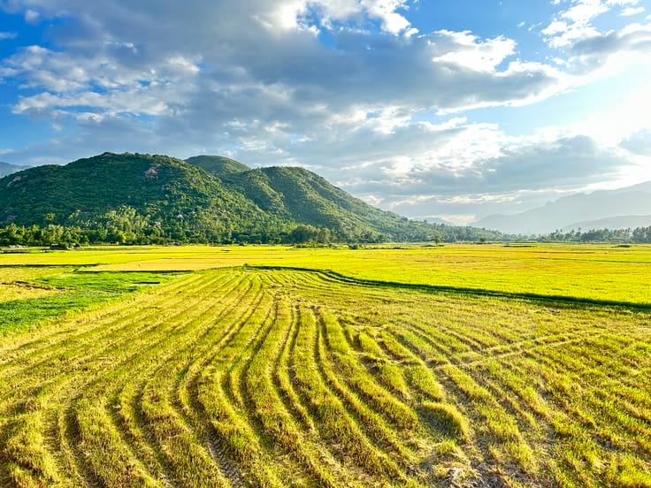 4 Acer Fully Agriculture Land For Farming & Farmhouse at Near By Pass Samundri Road Faisalabad — 1 / 1