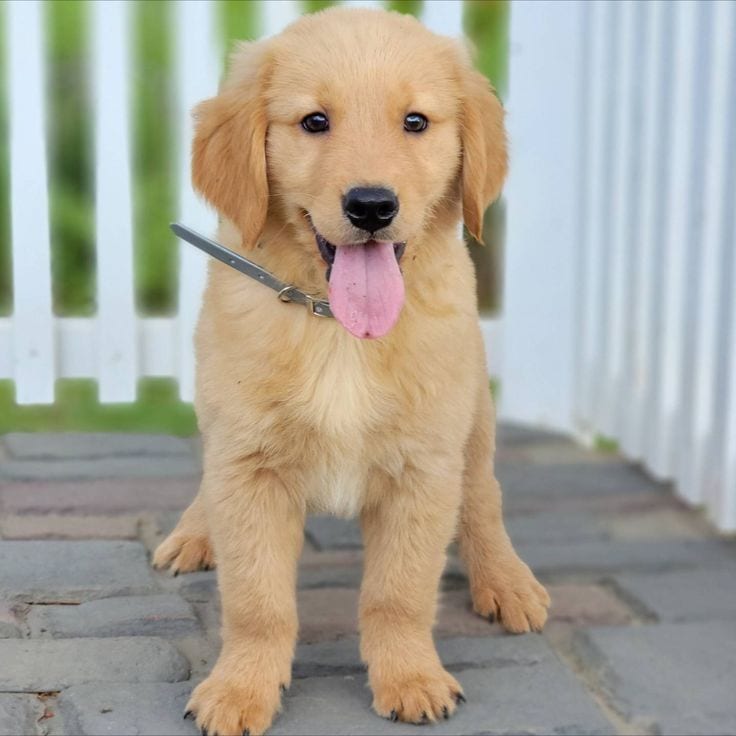 Golden retriever puppy for sale — 1 / 1