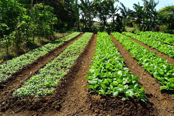 Prime 33 Acer Fully Agriculture Land For sale at Near Shahkot Punjab — 1 / 1