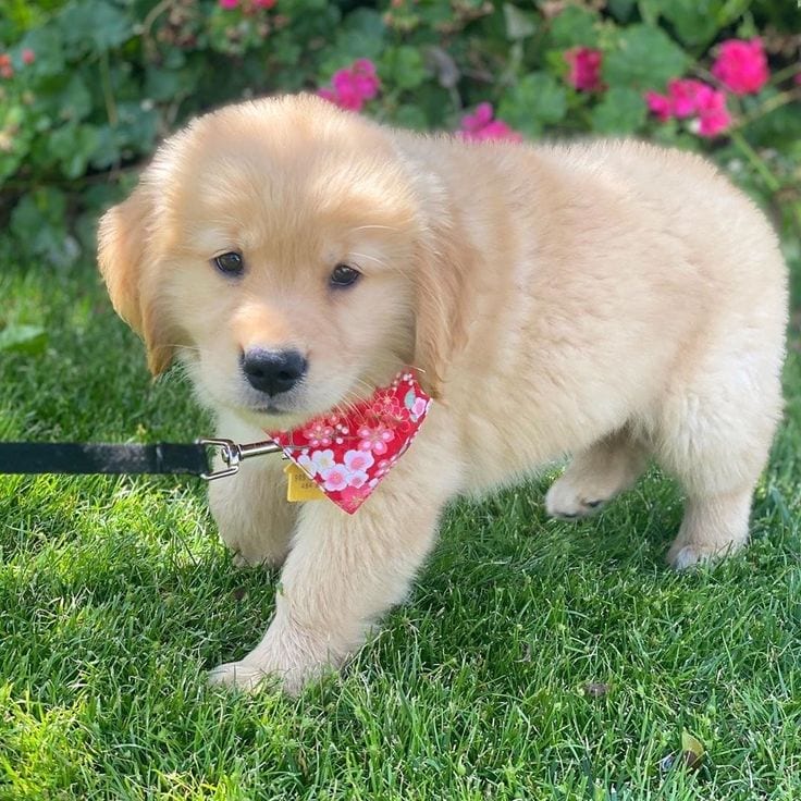 Imported golden retriever kcp pedigree puppies — 1 / 1