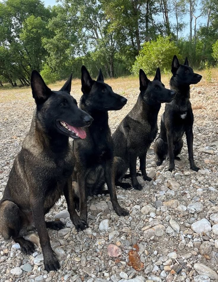 Belgium malinois top quality — 1 / 1