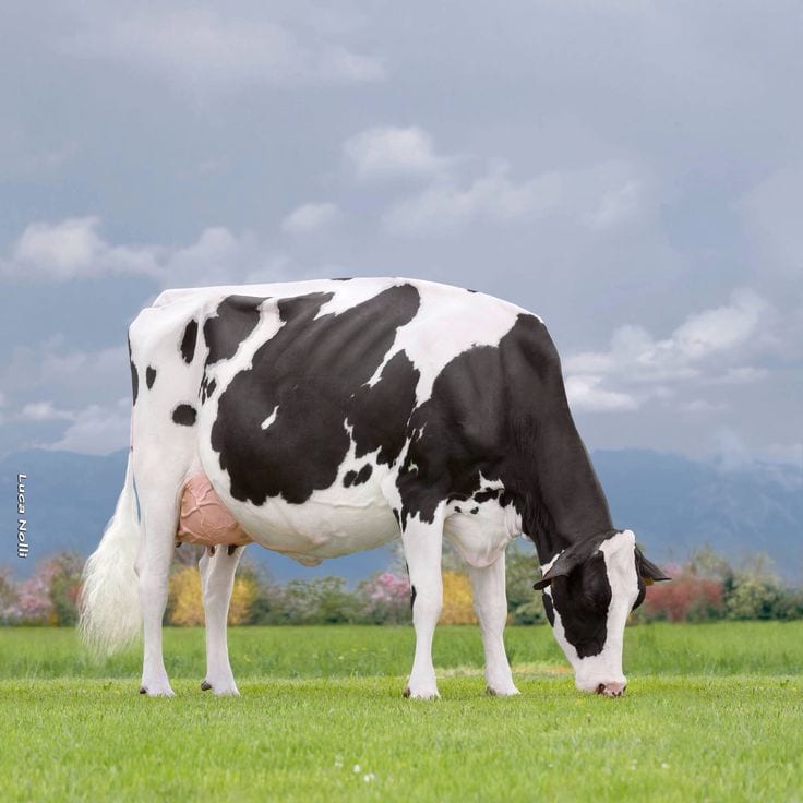 Pure Holstein Friesian Cow for Sale – Shafqat Dairy Farm — photo 1 of 1