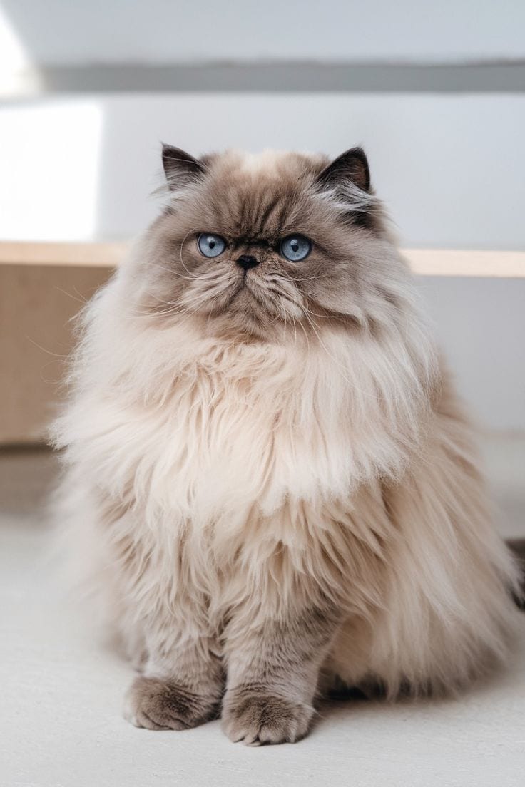 Persian kitten | peki/piki_triple coat | punch face|white kittens_cute — 1 / 1
