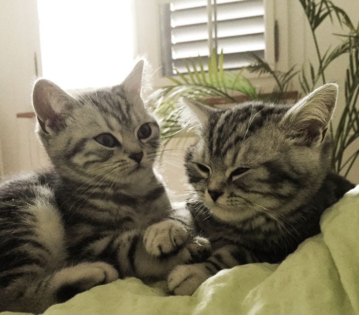Super Cute Silver Tabby Kitten Pair -Healthy, Playful & Litter Trained — 1 / 1