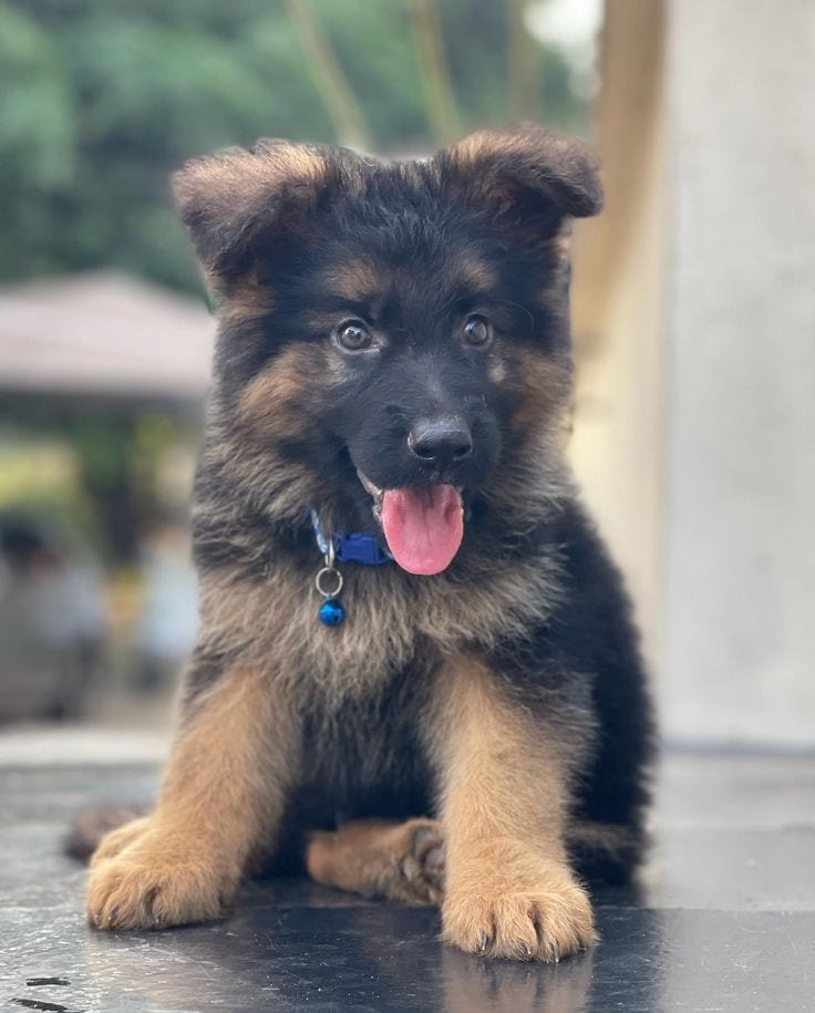 German Shepherd Male Puppy — 1 / 1