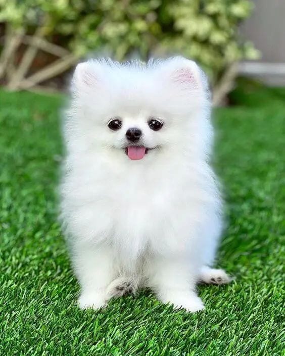 Pomeranian puppy in white — 1 / 1