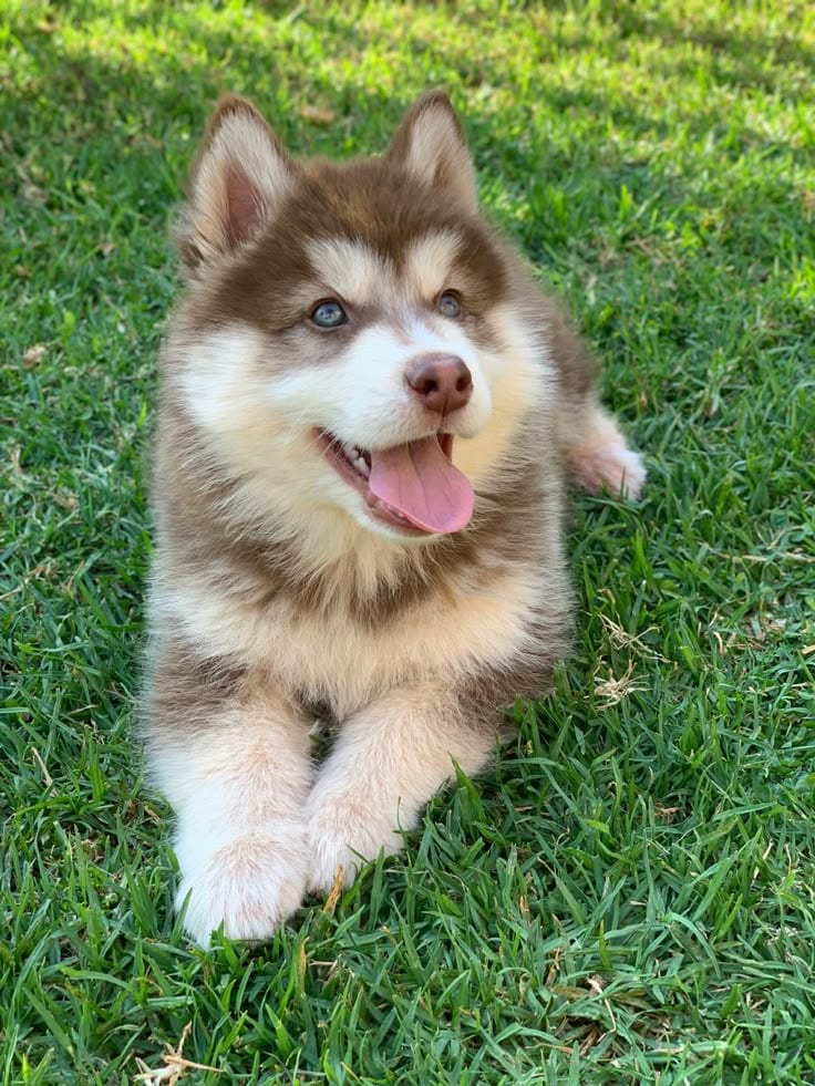 Brown Husky puppy — 1 / 1