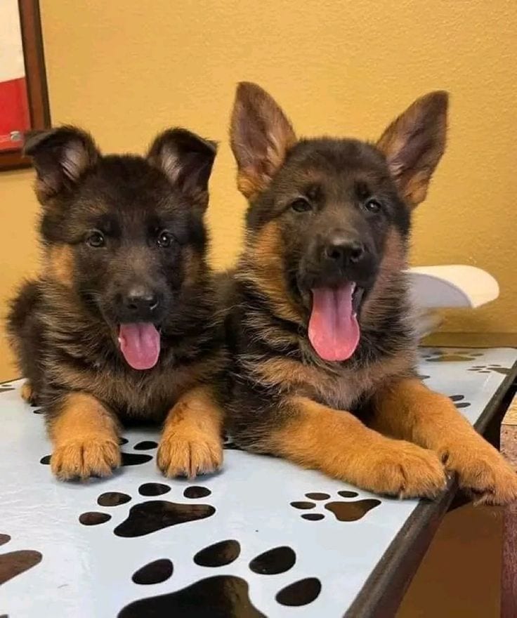 German Shepherd male ,female puppy / triple coated/German Shepherd dog — 1 / 1