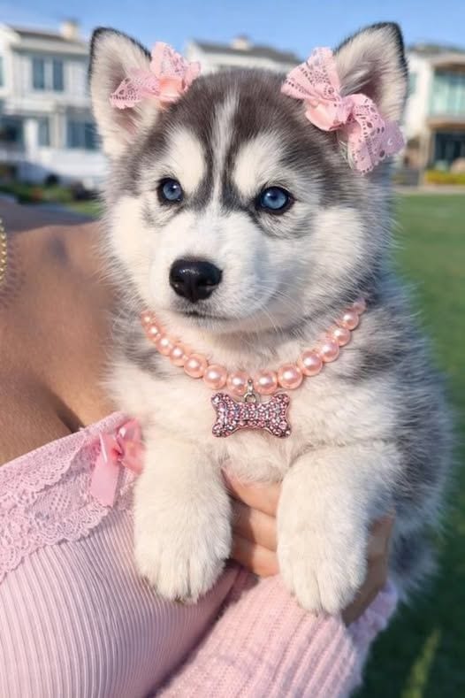 Siberian Husky female PUPPIES — 1 / 1