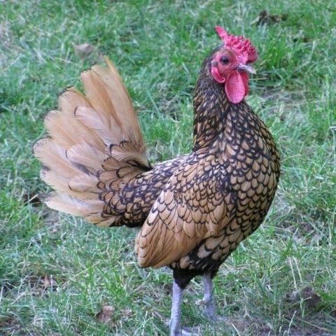 golden sebrite bentam male vaccinated exchange possible — 1 / 1