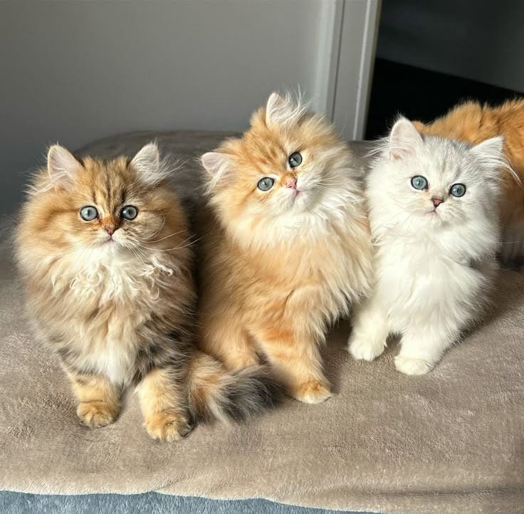Quality Persian hmalyn British punch face cat & Kitten Male female — 1 / 1