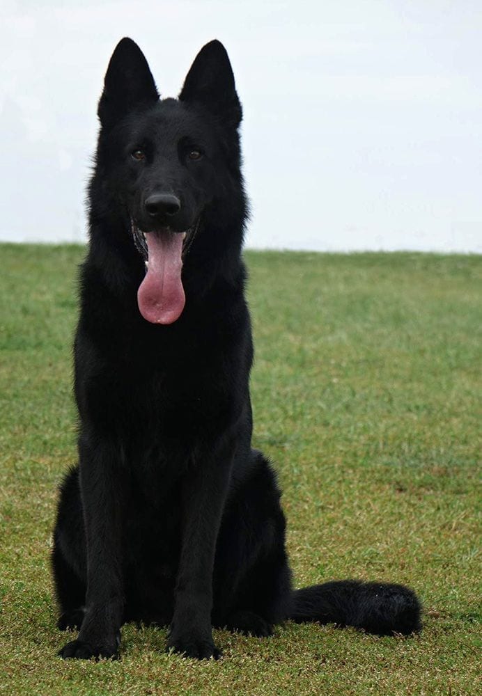 Black German shepherd long coated young breeder female — 1 / 1