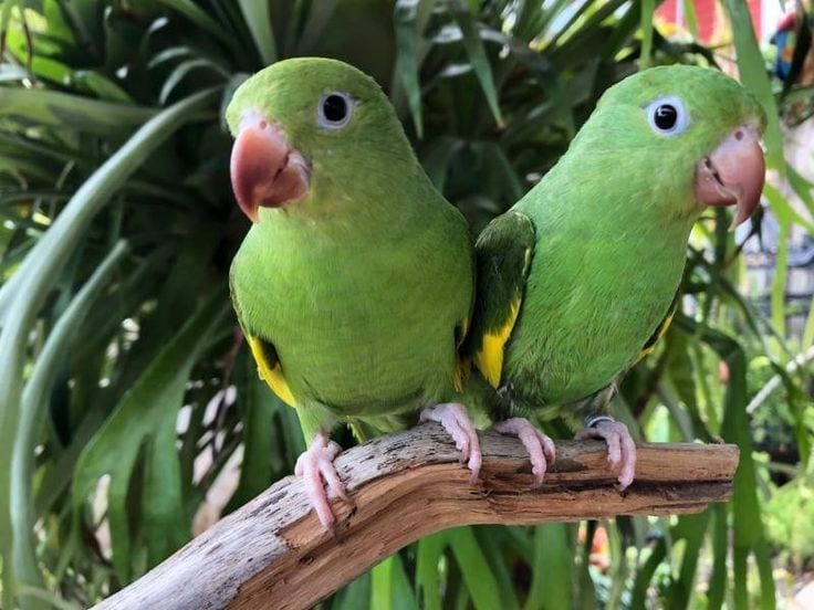 Healthy & Active Green Parrots Pair Available. — 1 / 1
