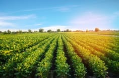 Prime 33 Acer Fully Agriculture Land For sale at Near Shahkot Punjab — 1 / 1